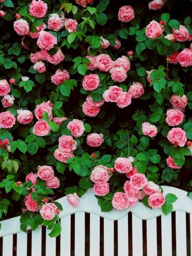 Fresh 100 Seeds / Pack Pink Climbing Rose Seeds Climbing Flowers