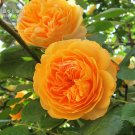 Fresh Rose Orange Climbing Flower Seeds 100 Seeds ornamental climbing