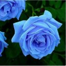 Fresh 1 Professional Pack 400 seeds / pack New Fresh Blue Rose Shrub Flowers Seeds