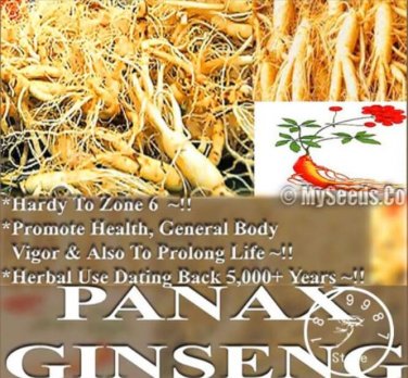 Fresh Chinese Ginseng Panax ginseng flores Potted Seeds