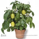 Fresh Passion Flower Purple Granadilla Passiflora Edulis Seeds 10 Seeds/Pack Flowers