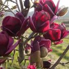 Fresh 10PCS Purple Magnolia liliiflora Seeds