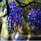 Fresh Dark Blue Wisteria Hybrid Flower Seeds 100 Seeds/Pack Fragrant Flower