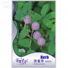 Fresh Mimosa Pudica Sensitive Foliage Original pack 35 Seeds ornamental s IWSF004