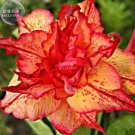 Fresh Golden Carrot Gold Red Adenium Obesum Desert Rose 2 Seeds Hybrid Double Big