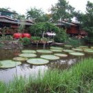 Fresh Victoria Amazonica Giant Waterlily Seed 5 Seeds / Pack Giant Lotus Aquatic