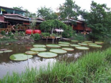 Fresh Victoria Amazonica Giant Waterlily Seed 5 Seeds / Pack Giant Lotus Aquatic