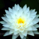 Fresh 1 Professional Pack 1 seed / pack Big White Lotus Flower Nelumbo Pond s E3500