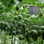Fresh BELLFARM Luo Han Guo Siraitia Grosvenorii 10pcs/pack heirloom fruitseeds