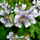 Fresh White Purple Lobed And Finely Wrinkled Geranium 5 Seeds pretty good