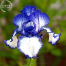 Fresh Hailona Iris Tectorum Flower Seeds 20 Seeds double big blooms white blue flowers