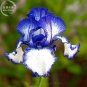 Fresh Hailona Iris Tectorum Flower Seeds 20 Seeds double big blooms white blue flowers