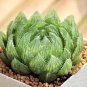 Fresh Haworthia cooperi var. picturata Seeds