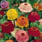 Fresh Zinnia Scabiosa Flowered Mix Seeds 50 seeds brushy big blooms flowers