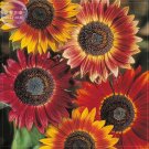 Fresh Evening Sun Sunflower 20 seeds Tall Multiple Head Cut Flower