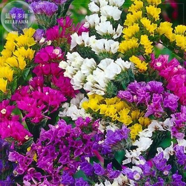 Fresh Sinuata Pacific Mixed Statice Flowers 30 seeds annual open pollinated