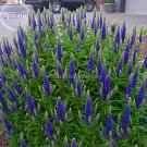 Fresh Blue Spiked Speedwell Veronica Spicata 50 seeds Perennial Rockery Flowers