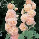 Fresh Althaea Rosea Pink Hollyhock Compact Flowers 20 Seeds fragrant dazzling flowers