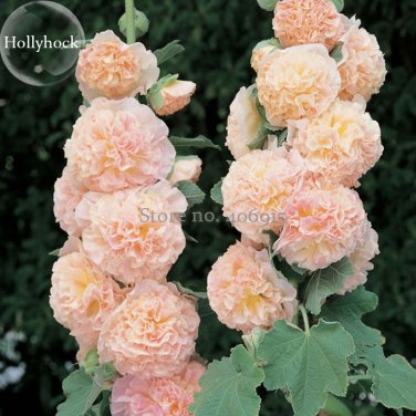 Fresh Althaea Rosea Pink Hollyhock Compact Flowers 20 Seeds fragrant dazzling flowers