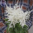 Fresh White Astilbe Chinensis Flowers 50 Seeds false spirea
