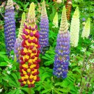 Fresh Wild Lupine Flowers Mixed Pink White Yellow Red Purple Dark Red colors 20 Seeds