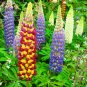 Fresh Wild Lupine Flowers Mixed Pink White Yellow Red Purple Dark Red colors 20 Seeds