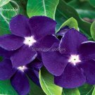 Fresh Purple Periwinkle Vinca major Flower 10 Seeds climbing flowers