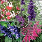 Fresh Mixed 5 Typed of Salvia with tubular flowers 20 Seeds