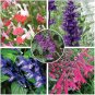 Fresh Mixed 5 Typed of Salvia with tubular flowers 20 Seeds