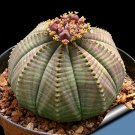 Fresh Euphorbia obesa Basketball Sea Urchin 2 Seeds succulent