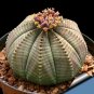 Fresh Euphorbia obesa Basketball Sea Urchin 2 Seeds succulent