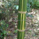 Fresh Dendrocalamus latiflorus Giant Bamboo 30 seeds green body yellow strip