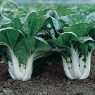 Fresh Pak Choi White Stem Chinese Cabbage 200 Seeds open pollinated vegetables