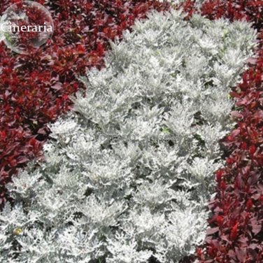 Fresh Senecio cineraria Silver Dusty Miller s 20 seeds mosquito repellent grass
