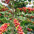 Fresh 100% Genuine Heirloom Colorful Coffee Bean s 10 Seeds high medicinal value