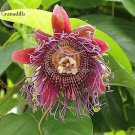 Fresh wind Granadilla Passion Fruit Climbing Flower 20 Seeds healthy flowers