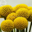 Fresh Golden Yellow Craspedia Flowers 10 Seeds Light fragrant flowers