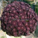 Fresh Heirloom Dark Red Groudcover Chrysanthemum Flowers 250 seeds ball flowers