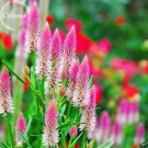 Fresh White Pink Celosia Spicata Woolflower 50 Seeds strong fragrant herb flowers