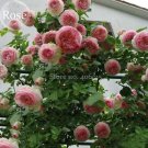 Fresh Mixed 4 Types of Climbing Rose Pink Red White Light Purple Flowers 50 Seeds