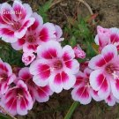 Fresh Mixed Godetia Monarch Clarkia Amoena Flowers 50 Seeds Godetia Grandiflora