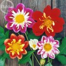 Fresh Mixed Colorful Dwarf Dahlia Perennial Flowers 50 seeds strong fragrant flowers