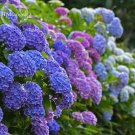 Fresh Mixed Hydrangea Big Blooming Flowers 15 seeds attracting butterflies