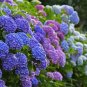Fresh Mixed Hydrangea Big Blooming Flowers 15 seeds attracting butterflies