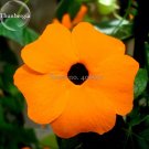 Fresh Thunbergia Orange Black Eyed Susan Vine Morning Glory Climbing Flowers 20 seeds