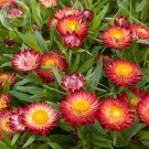 Fresh Fire Red Helichrysum Strawflower Annual Flower golden eye 30 Seeds al flowers