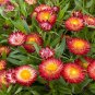 Fresh Fire Red Helichrysum Strawflower Annual Flower golden eye 30 Seeds al flowers