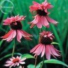 Fresh Princess Crown Red Pink Echinacea Coneflowers s 100 Seeds cold resistant