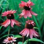 Fresh Princess Crown Red Pink Echinacea Coneflowers s 100 Seeds cold resistant