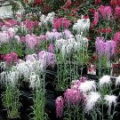 Fresh long hair Mixed Dianthus Annual Flowers mixed red pink white 50 Seeds flowers